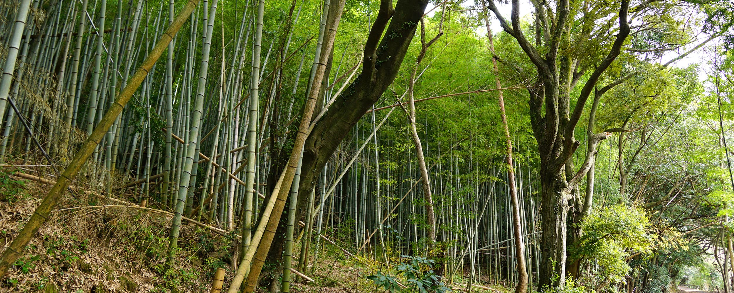 小倉南区の合馬の竹林